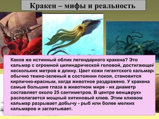 Кракен – мифы и реальность

 