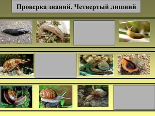 Проверка знаний. Четвертый лишний

 