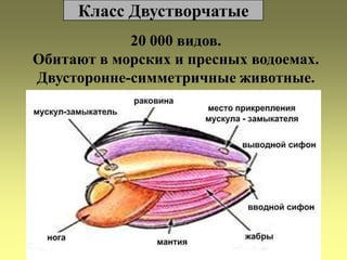 Класс Двустворчатые
20 000 видов.
Обитают в морских и пресных водоемах.
Двусторонне-симметричные животные.

 