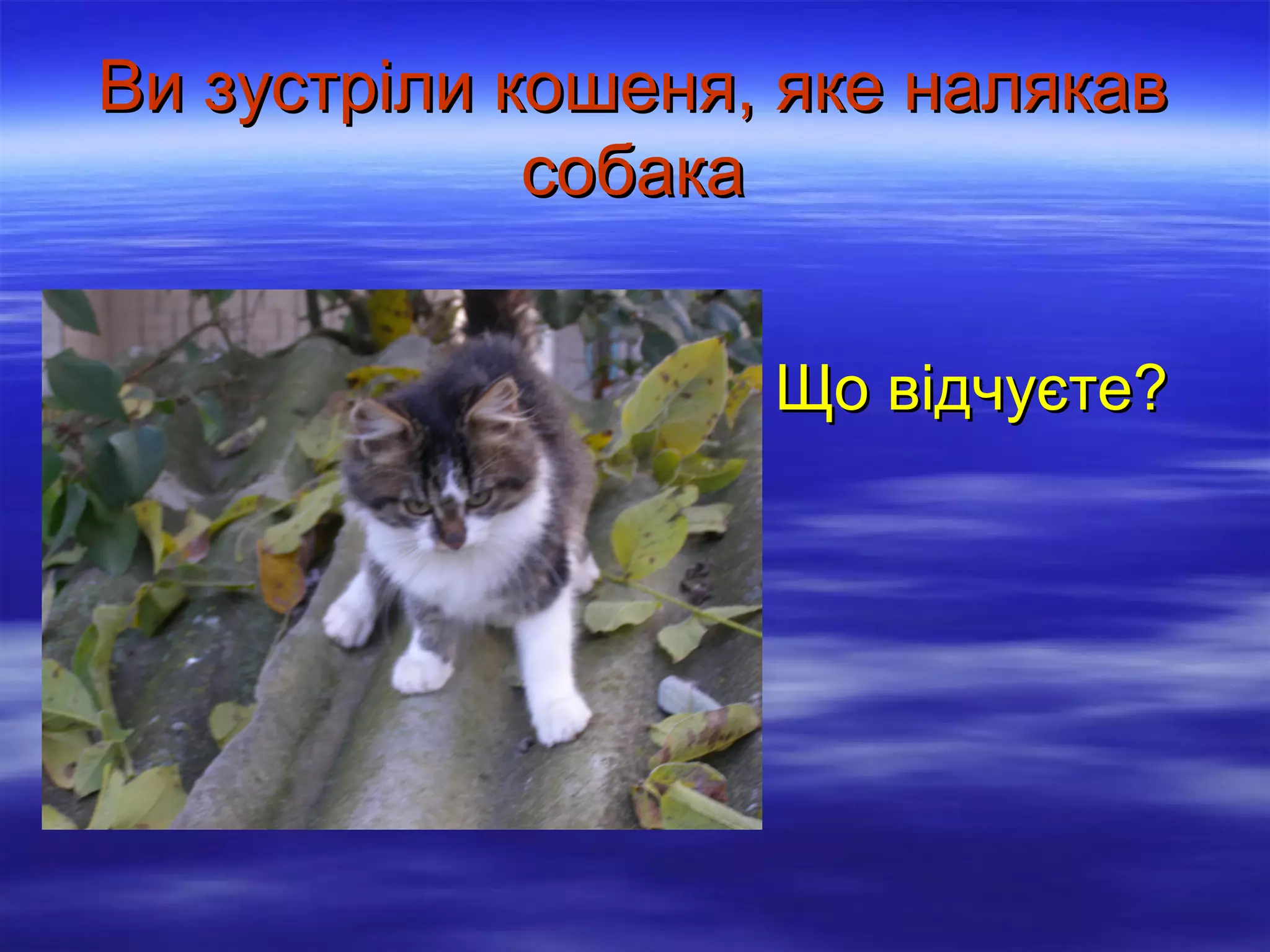 Ви зустріли кошеня, яке налякав
собака
Що відчуєте?

 