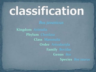 Bos javanicus
Kingdom Animalia
Phylum Chordata
Class Mammalia
Order Artiodactyla
Family Bovidae
Genus Bos
Species Bos taurus

 