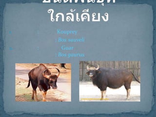 1.

:

2.

:

Kouprey
: Bos sauveli
Guar
: Bos gaurus

 