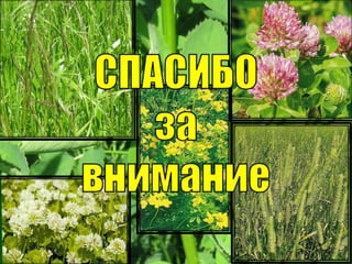 Абарова Елена, БарГУ, рус