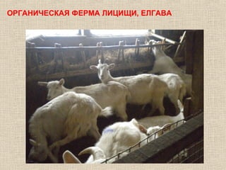 ОРГАНИЧЕСКАЯ ФЕРМА ЛИЦИЩИ, ЕЛГАВА

 