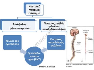 ΑΣ
ΙΑ

Κεντρικό
νευρικό
σύστημα
Νωτιαίος μυελός

Εγκέφαλος

ΑΝ
ΑΣ
Τ

(μέσα στο
σπονδυλικό σωλήνα)

ΧΤ

Κεντρικός
σπονδυλικός
σωλήνας

ΠΕ

Κοιλίες του
εγκεφάλου

ΕΛ
ΙΔ
Ο

Υ

(μέσα στο κρανίο)

Εγκεφαλονωτιαίο
υγρό (ΕΝΥ)
ΒΙΟΛΟΓΙΑ Α' ΛΥΚΕΙΟΥ

 