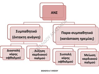 ΑΝ
ΑΣ
Τ

ΑΣ
ΙΑ

ΑΝΣ

Αύξηση
καρδιακού
παλμού

ΠΕ

Διαστολή
κόρης
οφθαλμού

Παρα-συμπαθητικό

(κατάσταση ηρεμίας)

ΧΤ

ΕΛ
ΙΔ
Ο

(έκτακτη ανάγκη)

Υ

Συμπαθητικό

ΒΙΟΛΟΓΙΑ Α' ΛΥΚΕΙΟΥ

Συστολή
κόρης
οφθαλμού

Μείωση
καρδιακού
παλμού

 