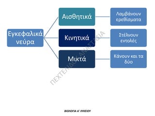 Αισθητικά

ΑΣ
ΙΑ

Εγκεφαλικά
νεύρα

ΑΝ
ΑΣ
Τ

Κινητικά

ΠΕ

ΧΤ

ΕΛ
ΙΔ
Ο

Υ

Μικτά

ΒΙΟΛΟΓΙΑ Α' ΛΥΚΕΙΟΥ

Λαμβάνουν
ερεθίσματα
Στέλνουν
εντολές

Κάνουν και τα
δύο

 