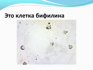 Это клетка бифилина

 