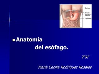  Anatomía

del esófago.
7”A”

María Cecilia Rodríguez Rosales

 
