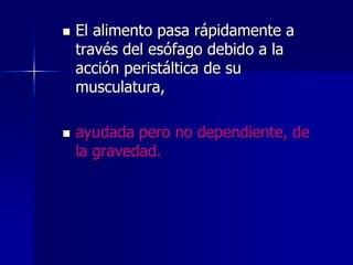 



El alimento pasa rápidamente a
través del esófago debido a la
acción peristáltica de su
musculatura,

ayudada pero no dependiente, de
la gravedad.

 