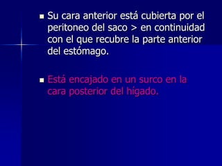 



Su cara anterior está cubierta por el
peritoneo del saco > en continuidad
con el que recubre la parte anterior
del estómago.
Está encajado en un surco en la
cara posterior del hígado.

 