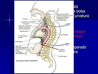 





La cara posterior del esófago está
recubierta por el peritoneo de la bolsa
omental, continuo con el de la curvatura
menor del estómago.

El borde derecho del esófago prosigue
en la curvatura menor del estómago,
En cambio su borde izq. Está separado
del fundus gástrico por la incisura
cardiaca.

 