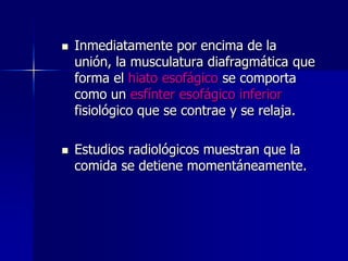 



Inmediatamente por encima de la
unión, la musculatura diafragmática que
forma el hiato esofágico se comporta
como un esfínter esofágico inferior
fisiológico que se contrae y se relaja.

Estudios radiológicos muestran que la
comida se detiene momentáneamente.

 