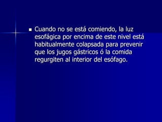 

Cuando no se está comiendo, la luz
esofágica por encima de este nivel está
habitualmente colapsada para prevenir
que los jugos gástricos ó la comida
regurgiten al interior del esófago.

 