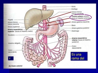 

Y

La irrigación arterial de la porción
abdominal del esófago procede de
la

Es una
rama del

 