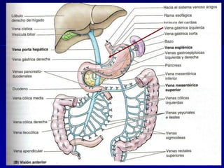 

El drenaje venoso procede de las venas
submucosas de esta parte del esófago se
vierte tanto al sistema venoso portal a
través de la vena gástrica izq. Como al
sistema venoso sistémico a través de
las:

Venas esofágicas que desembocan en la
vena ácigos.

 