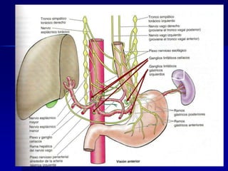 



El drenaje linfático de la parte abdominal
del esófago tiene lugar en los :

Vasos linfáticos eferentes de estos
ganglios drenan principalmente a los
GANGLIOS CELÍACOS.

 