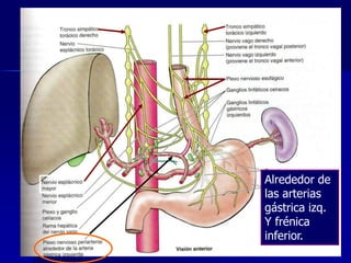 





El esófago está inervado por el

Formado por los troncos VAGALES
(contenidos en ramas gástricas
anteriores y posteriores).

Y los:

Alrededor de
las arterias
gástrica izq.
A
Y frénica
través
inferior.los
de

 