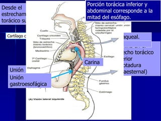 Desde el
Inicia en el borde
estrechamiento
inferior del
torácico cricoides
cartílagosuperior.
Cartílago cricoides

Unión
gastroesofágica
Unión
gastroesofágica

Esófago superior
Porción torácica media es la
Porción torácica cervical
inferior y
abdominal corresponde a la
mitad proximal del esófago.
mitad del esófago.

Bifurcación traqueal.
Hasta la bifurcación
traqueal. Termina en el
estrecho torácico
superior
Carina
(escotadura
supraesternal)

.

 