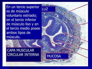 En un tercio superior
CAPA MUSCULAR
LUZ
es de músculo
LONGITUDINAL
EXTERNA.
voluntario estriado;
en el tercio inferior
de músculo liso y en
PLIEGUE
el tercio medio posee
MUCOSO
ambos tipos de
músculo.

CAPA MUSCULAR
CIRCULAR INTERNA

MUCOSA

 