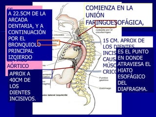 SE
A 22.5CM DE
ENCUENTRA LA
ARCADA
EN LA ZONA
DENTARIA,
EN QUE EL Y A
CONTINUACIÓN
ESOFÁGO ES
POR EL
CRUZADO EN
BRONQUIOLO
PRIMER
PRINCIPAL
LUGAR POR
IZQIERDO
EL ARCO
AÓRTICO
APROX A
40CM DE
LOS
DIENTES
INCISIVOS.

COMIENZA EN LA
UNIÓN
FARINGOESOFÁGICA,
15 CM. APROX DE
LOS DIENTES
ES EL
INCISIVOS PUNTO
EN POR EL
CAUSADODONDE
ATRAVIESA EL
MÚSCULO
HIATO
CRICOFARÍNGEO
ESOFÁGICO
DEL
DIAFRAGMA.

 