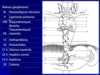 Relevos ganglionares
8L

Paraesofágicos inferiores.

9

Ligamento pulmonar.

10R Traqueobronquial
derecho.
Traqueobronquial
10L izquierdo.

15

Diafragmáticos.

16

Paracardiales.

17 A Gástrica izquierda.
18 A Hepática común.
19 A Esplénica.
20

Celiacos.

 