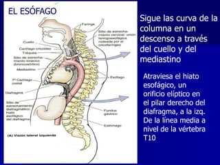 EL ESÓFAGO

Sigue las curva de la
columna en un
descenso a través
del cuello y del
mediastino
Atraviesa el hiato
esofágico, un
orificio elíptico en
el pilar derecho del
diafragma, a la izq.
De la línea media a
nivel de la vértebra
T10

 