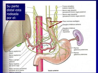 Su parte
distal esta
rodeada
por el:

 