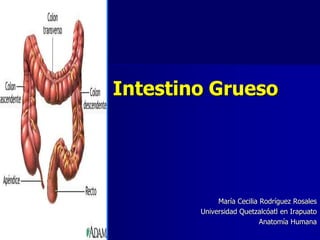 Intestino Grueso

María Cecilia Rodríguez Rosales
Universidad Quetzalcóatl en Irapuato
Anatomía Humana

 