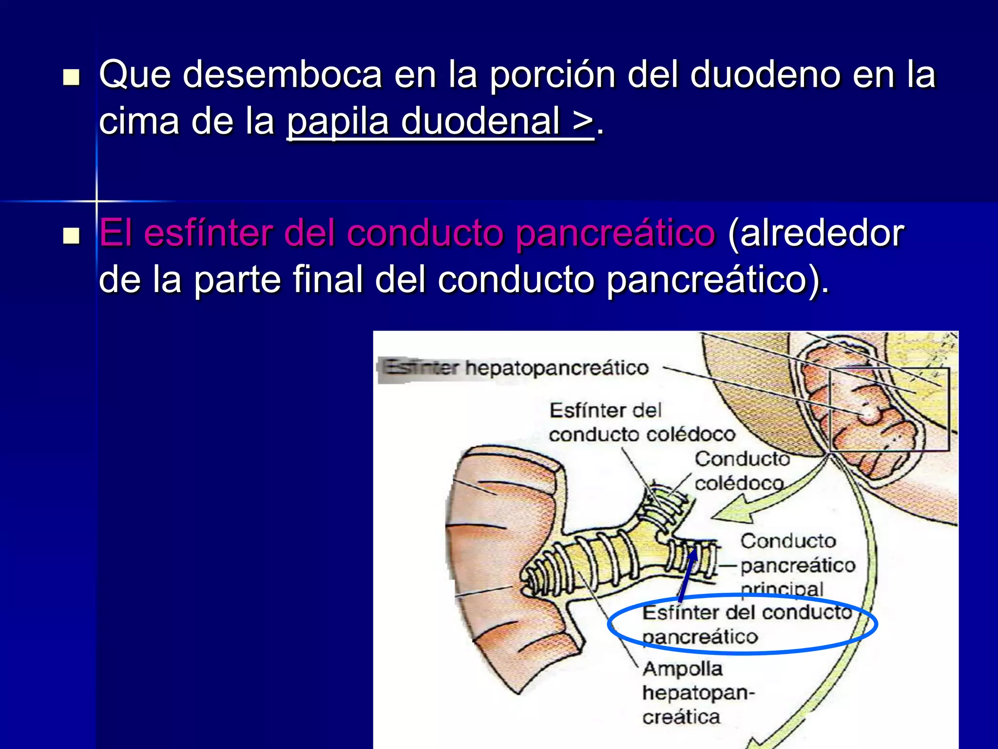 

Que desemboca en la porción del duodeno en la
cima de la papila duodenal >.



El esfínter del conducto pancreático (alrededor
de la parte final del conducto pancreático).

 