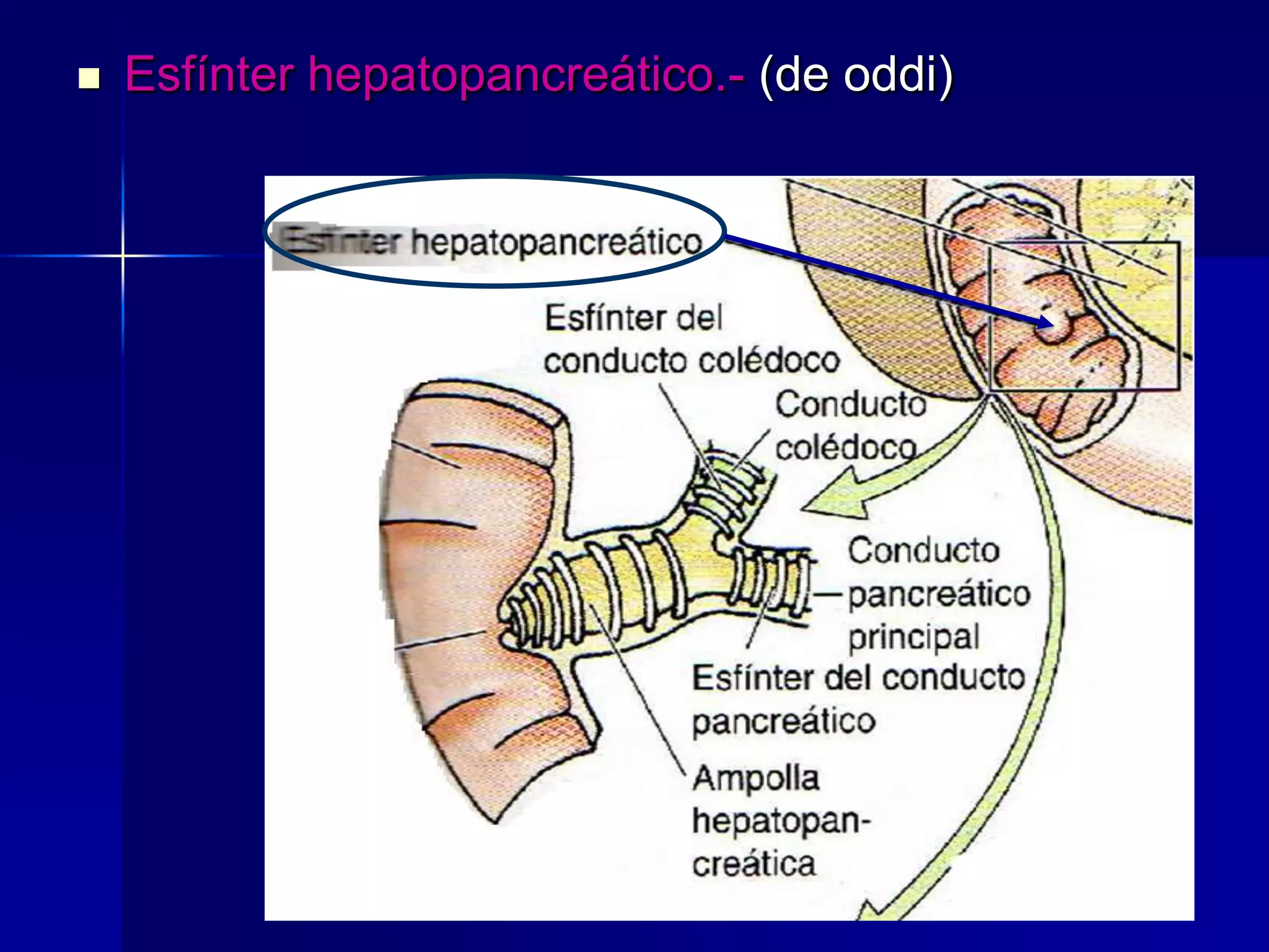 

Esfínter hepatopancreático.- (de oddi)

 