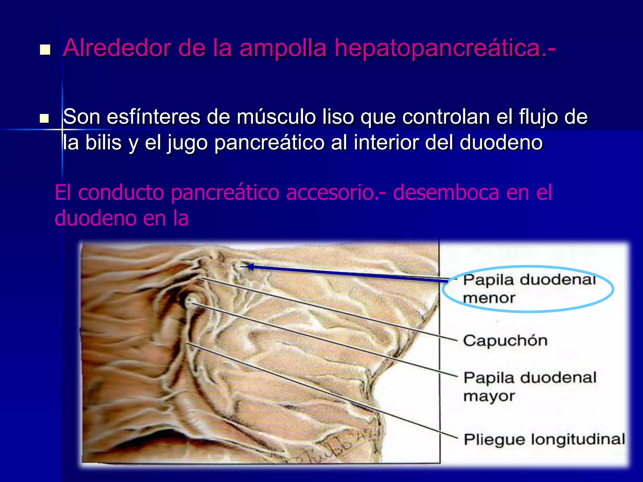 

Alrededor de la ampolla hepatopancreática.-



Son esfínteres de músculo liso que controlan el flujo de
la bilis y el jugo pancreático al interior del duodeno

El conducto pancreático accesorio.- desemboca en el
duodeno en la

 