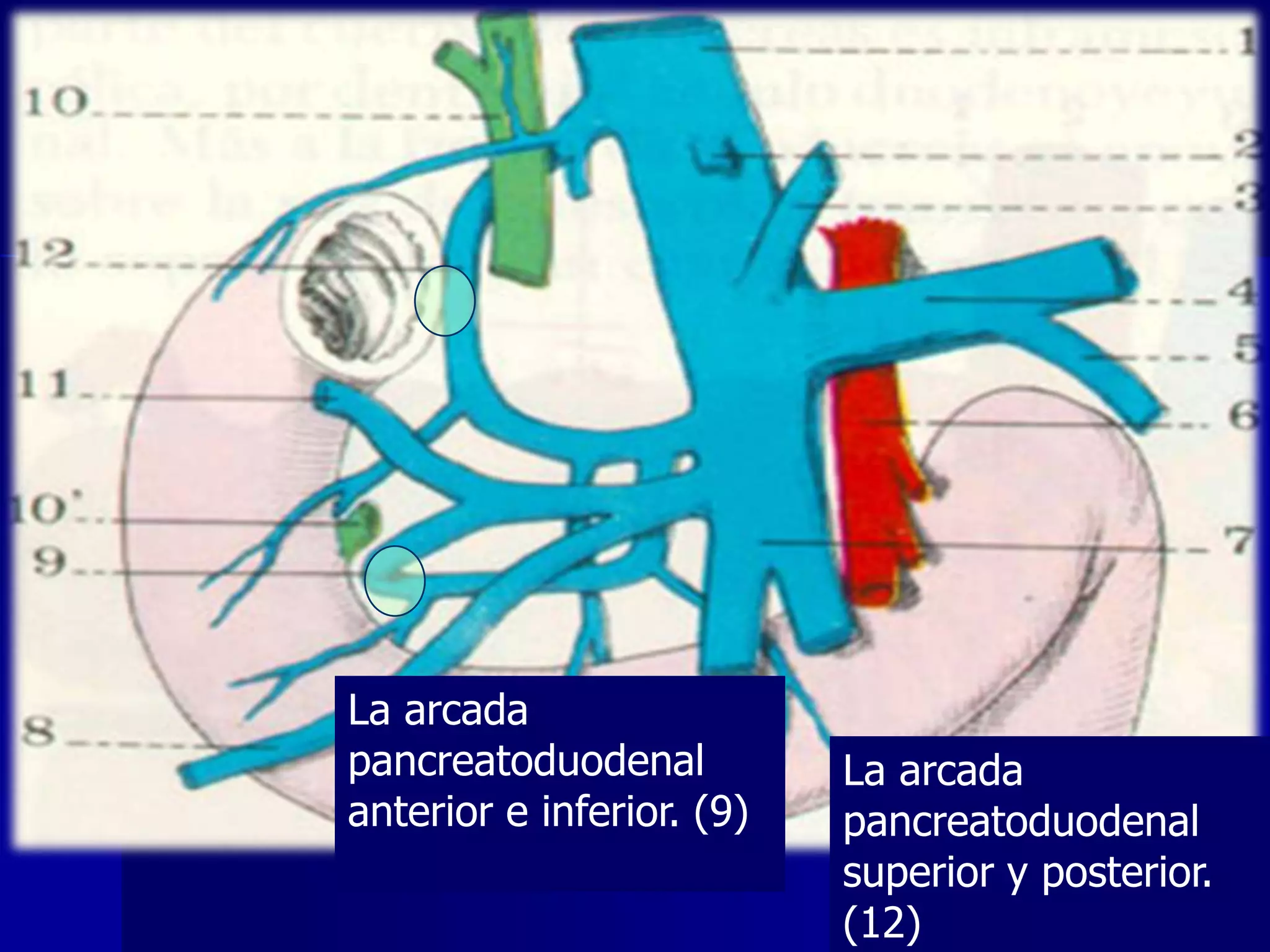 La arcada
pancreatoduodenal
anterior e inferior. (9)

La arcada
pancreatoduodenal
superior y posterior.
(12)

 