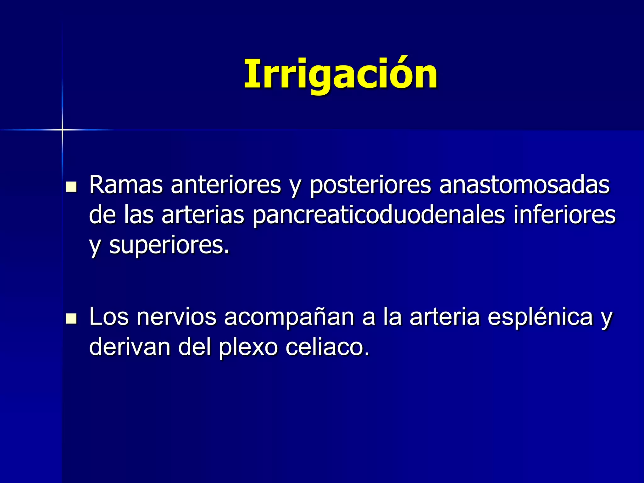 Irrigación




Ramas anteriores y posteriores anastomosadas
de las arterias pancreaticoduodenales inferiores
y superiores.
Los nervios acompañan a la arteria esplénica y
derivan del plexo celiaco.

 