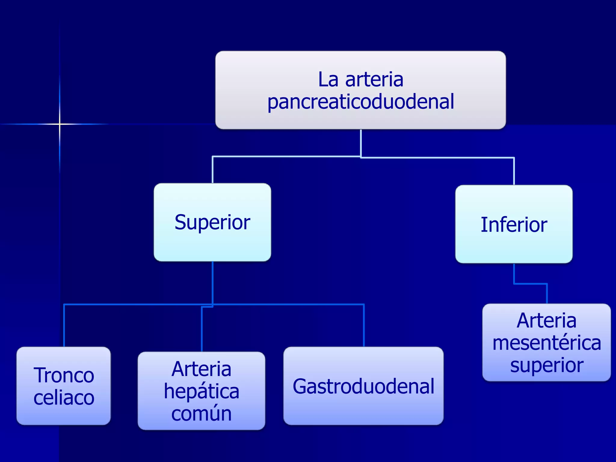 La arteria
pancreaticoduodenal

Superior

Tronco
celiaco

Arteria
hepática
común

Inferior

Gastroduodenal

Arteria
mesentérica
superior

 