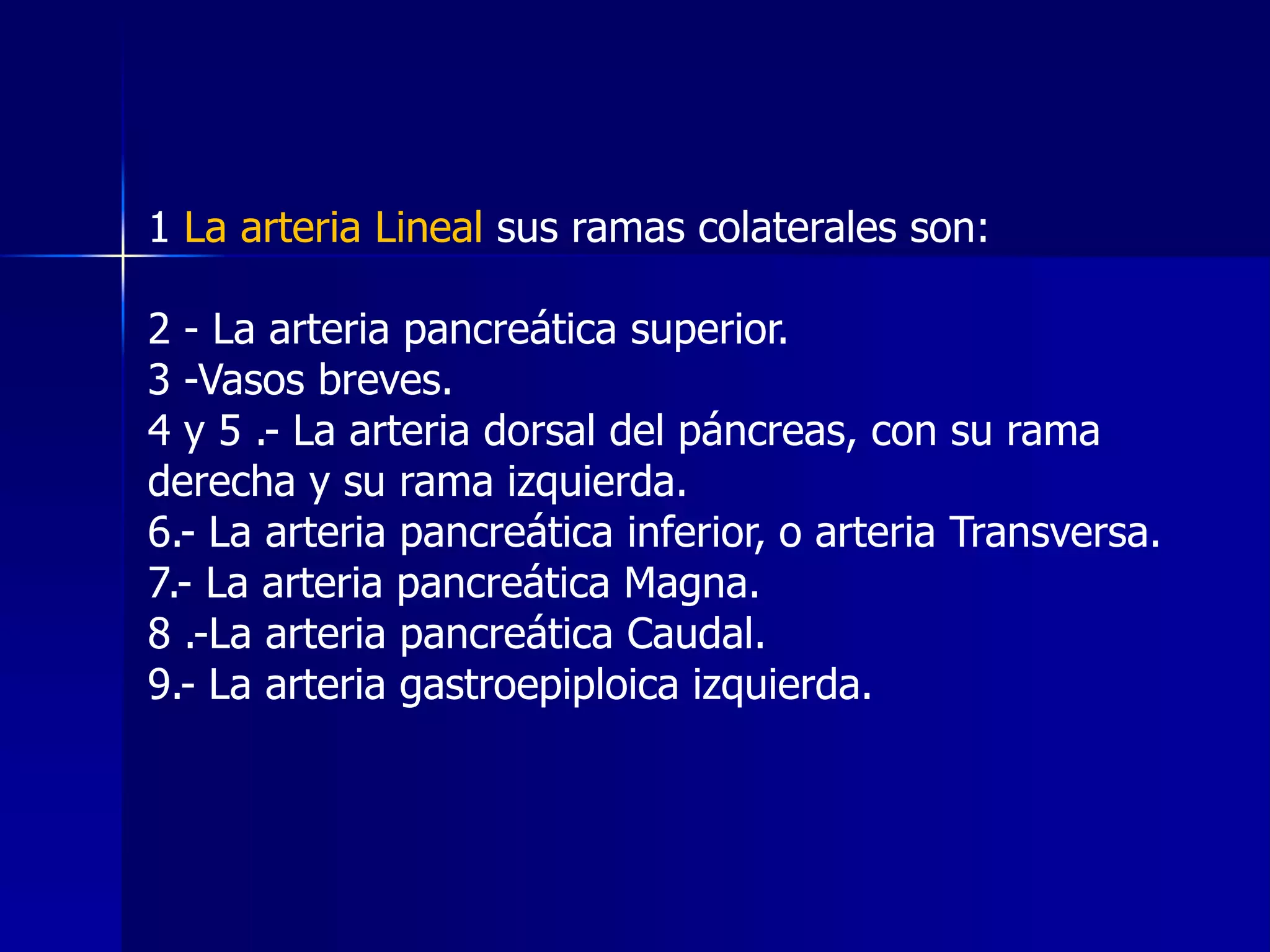 1 La arteria Lineal sus ramas colaterales son:
2 - La arteria pancreática superior.
3 -Vasos breves.
4 y 5 .- La arteria dorsal del páncreas, con su rama
derecha y su rama izquierda.
6.- La arteria pancreática inferior, o arteria Transversa.
7.- La arteria pancreática Magna.
8 .-La arteria pancreática Caudal.
9.- La arteria gastroepiploica izquierda.

 