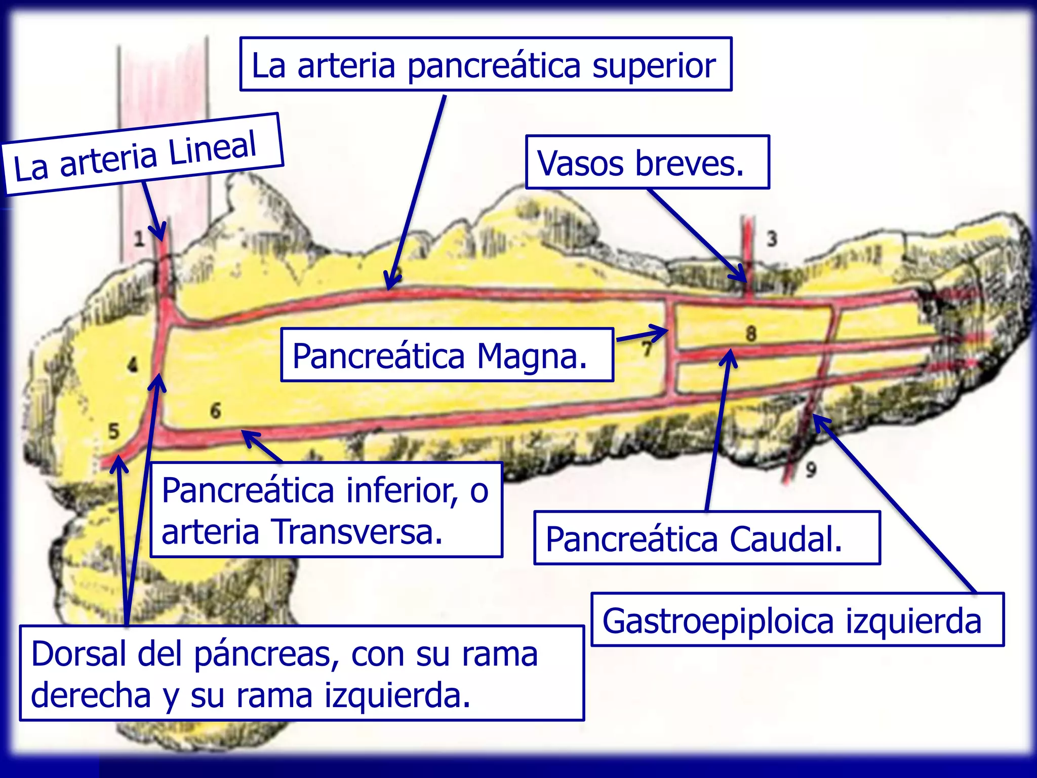 La arteria pancreática superior
Vasos breves.

Pancreática Magna.

Pancreática inferior, o
arteria Transversa.
Dorsal del páncreas, con su rama
derecha y su rama izquierda.

Pancreática Caudal.
Gastroepiploica izquierda

 