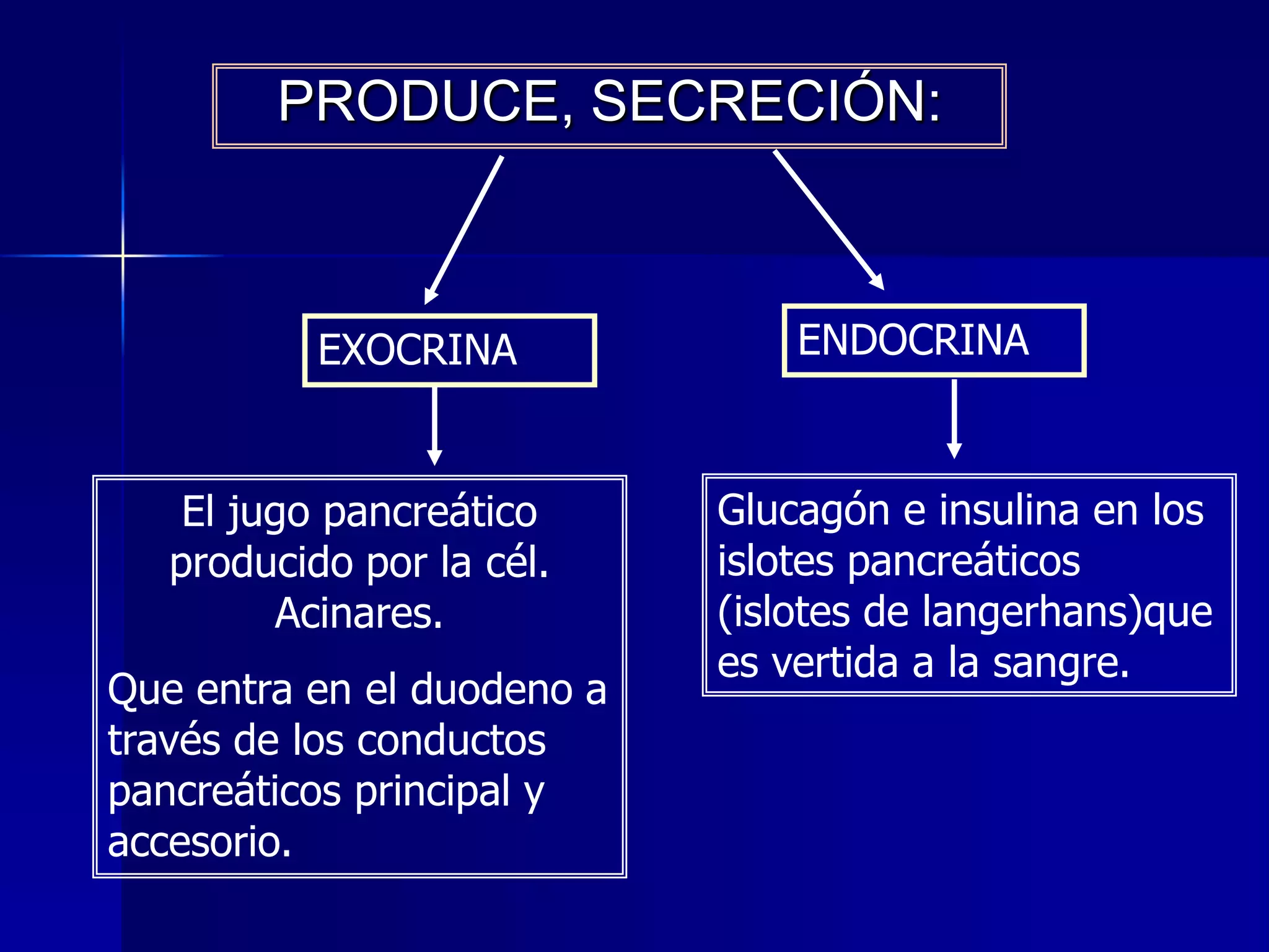 PRODUCE, SECRECIÓN:

EXOCRINA

El jugo pancreático
producido por la cél.
Acinares.

Que entra en el duodeno a
través de los conductos
pancreáticos principal y
accesorio.

ENDOCRINA

Glucagón e insulina en los
islotes pancreáticos
(islotes de langerhans)que
es vertida a la sangre.

 