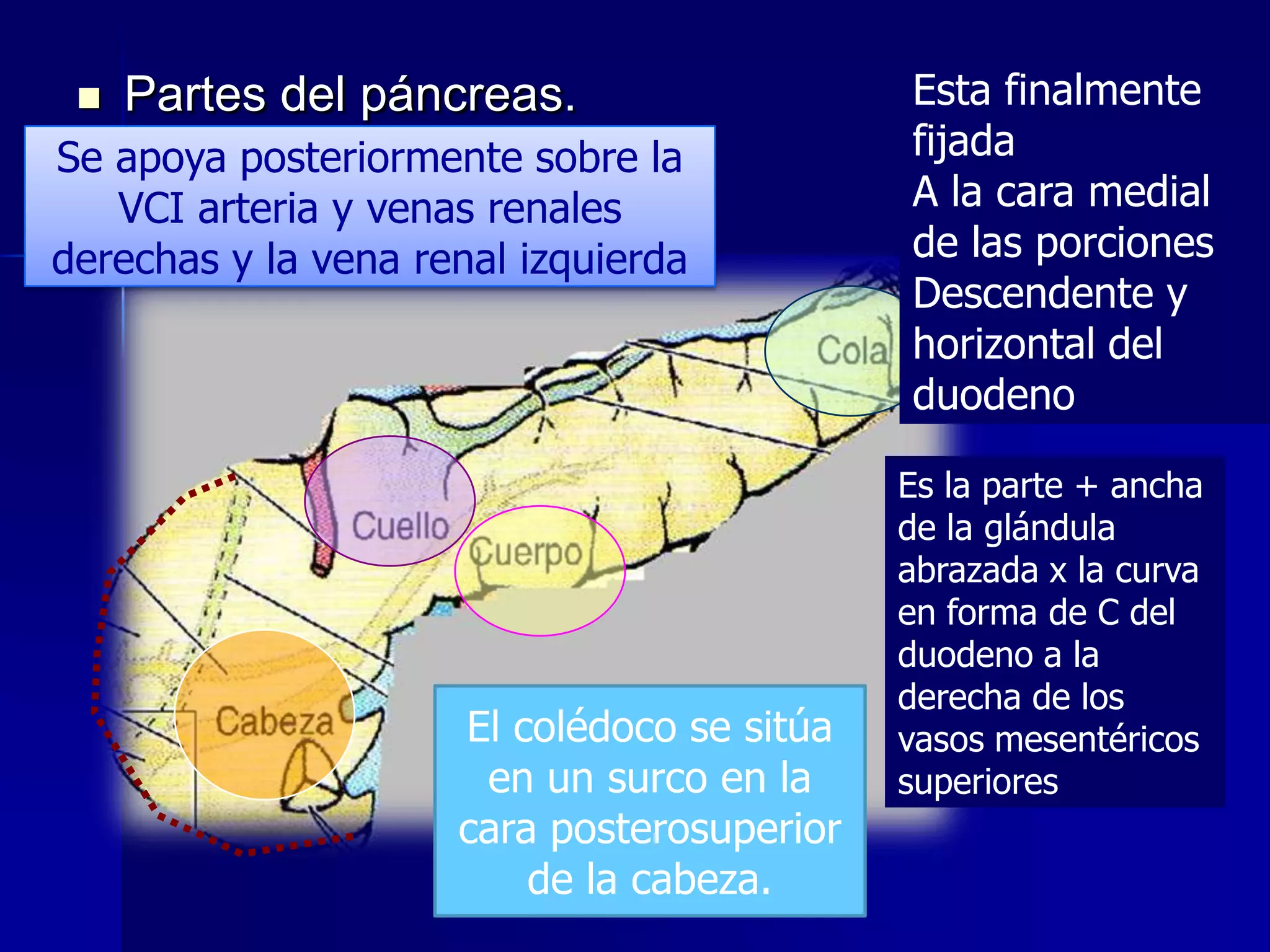 

Partes del páncreas.

Se apoya posteriormente sobre la
VCI arteria y venas renales
derechas y la vena renal izquierda

El colédoco se sitúa
en un surco en la
cara posterosuperior
de la cabeza.

Esta finalmente
fijada
A la cara medial
de las porciones
Descendente y
horizontal del
duodeno
Es la parte + ancha
de la glándula
abrazada x la curva
en forma de C del
duodeno a la
derecha de los
vasos mesentéricos
superiores

 