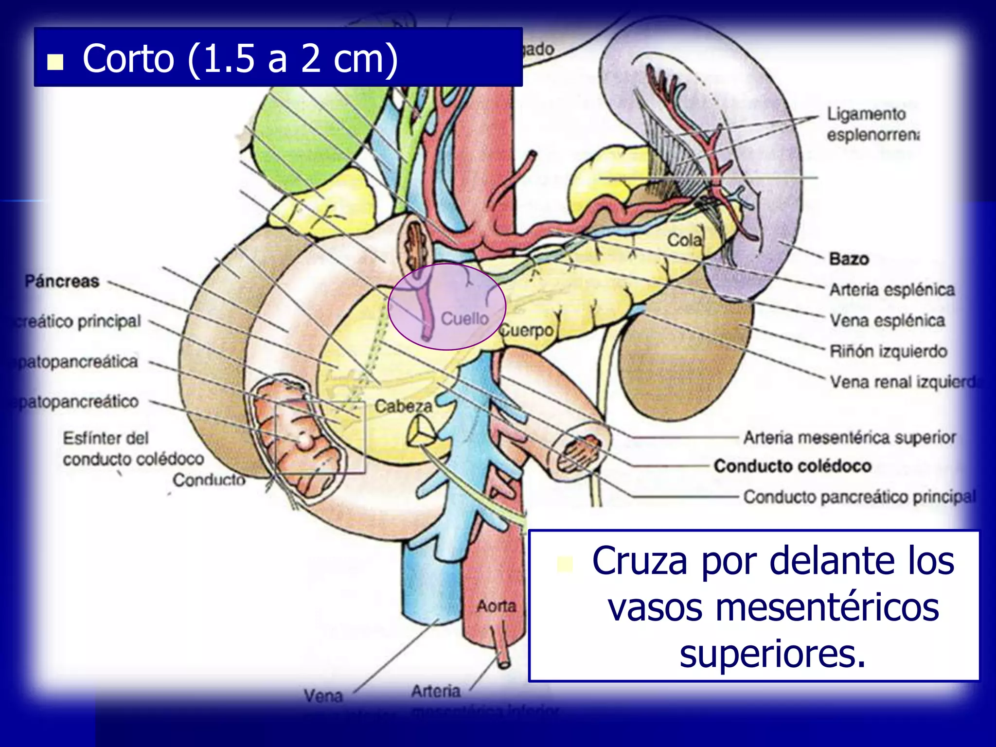 

Corto (1.5 a 2 cm)



Cruza por delante los
vasos mesentéricos
superiores.

 