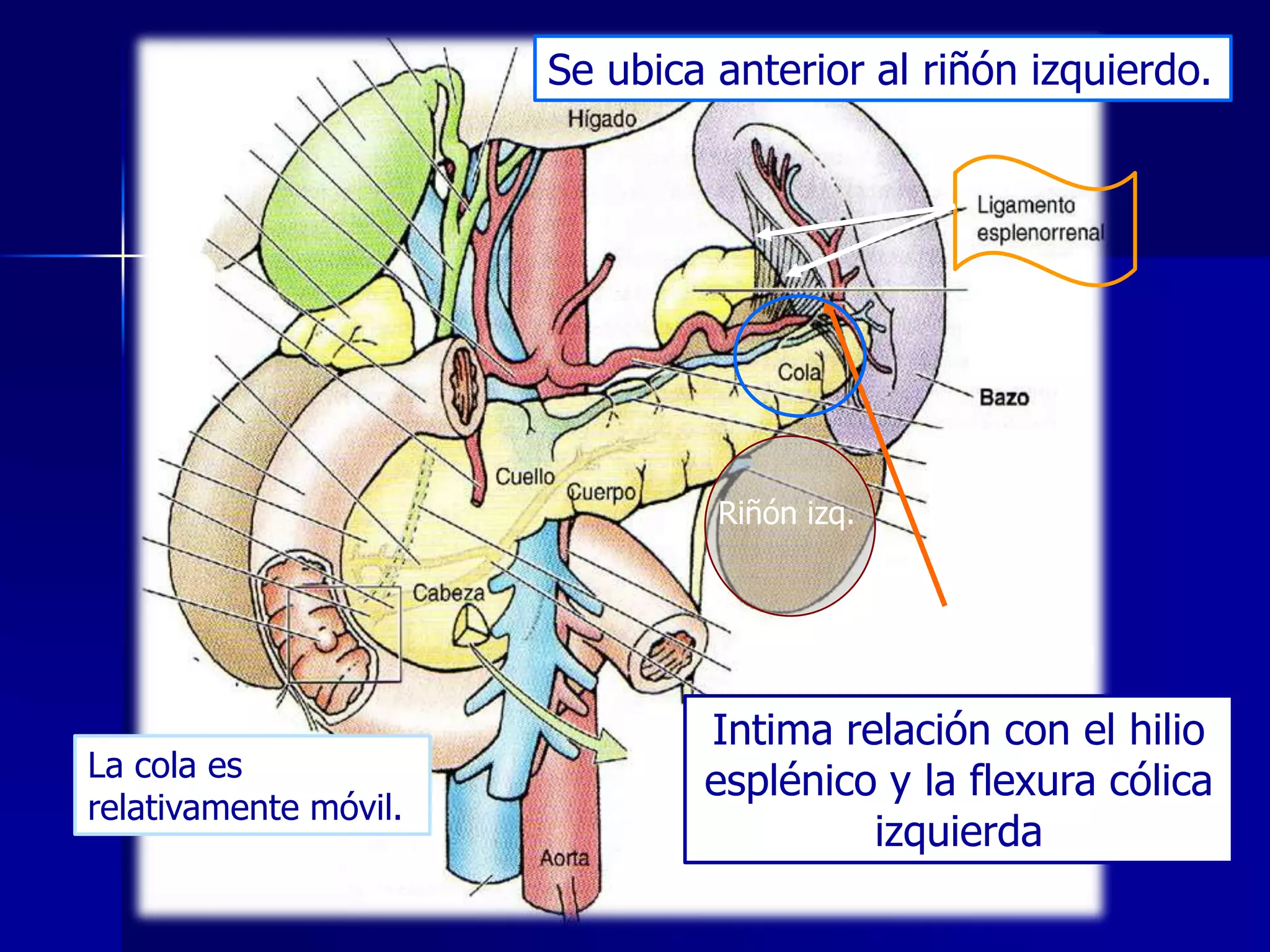 Se ubica anterior al riñón izquierdo.

Riñón izq.

La cola es
relativamente móvil.

Y Estando en
la flexura
cólica izq.
íntima
Intima relación con el hilio
relación con
esplénico y la flexura cólica
el hilio
izquierda
esplénico

 