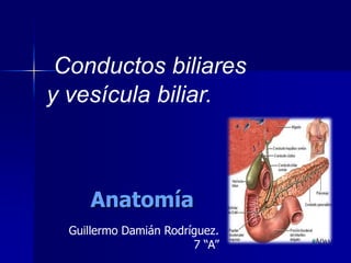 Conductos biliares
y vesícula biliar.

Anatomía
Guillermo Damián Rodríguez.
7 “A”

 