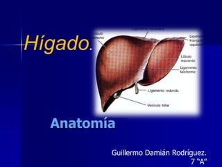 Hígado.

Anatomía
Guillermo Damián Rodríguez.
7 “A”

 