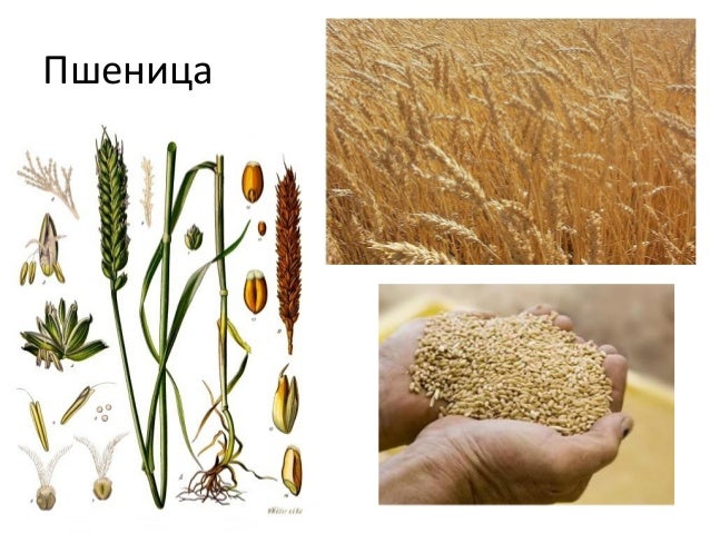 житарице