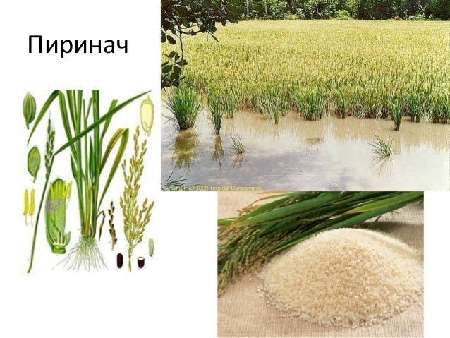 житарице
