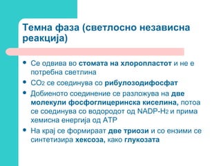 Темна фаза (светлосно независна
реакција)







Се одвива во стомата на хлоропластот и не е
потребна светлина
CO2 се соединува со рибулозодифосфат
Добиеното соединение се разложува на две
молекули фосфоглицеринска киселина, потоа
се соединува со водородот од NADP-H2 и прима
хемисна енергија од ATP
На крај се формираат две триози и со ензими се
синтетизира хексоза, како глукозата

 