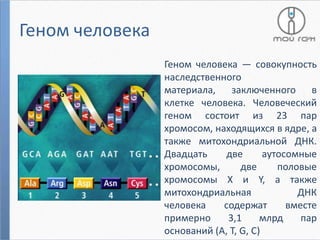 Геном человека
Геном человека — совокупность
наследственного
материала, заключенного в
клетке человека. Человеческий
геном состоит из 23 пар
хромосом, находящихся в ядре, а
также митохондриальной ДНК.
Двадцать
две
аутосомные
хромосомы,
две
половые
хромосомы Х и Y, а также
митохондриальная
ДНК
человека
содержат
вместе
примерно
3,1
млрд
пар
оснований (А, T, G, C)

 