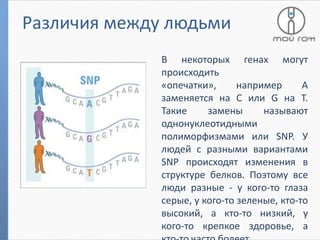 Различия между людьми
Трисомии
В некоторых генах могут
происходить
«опечатки»,
например
А
заменяется на С или G на T.
Такие
замены
называют
однонуклеотидными
полиморфизмами или SNP. У
людей с разными вариантами
SNP происходят изменения в
структуре белков. Поэтому все
люди разные - у кого-то глаза
серые, у кого-то зеленые, кто-то
высокий, а кто-то низкий, у
кого-то крепкое здоровье, а

 