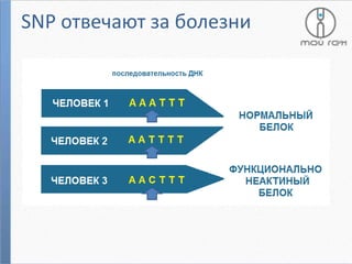 SNP отвечают за болезни

 