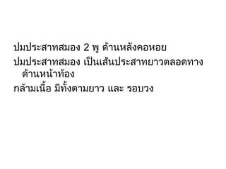 ปมประสาทสมอง 2 พู ด้านหลังคอหอย
ปมประสาทสมอง เป็นเส้นประสาทยาวตลอดทาง
ด้านหน้าท้อง
กล้ามเนื้อ มีทั้งตามยาว และ รอบวง

 